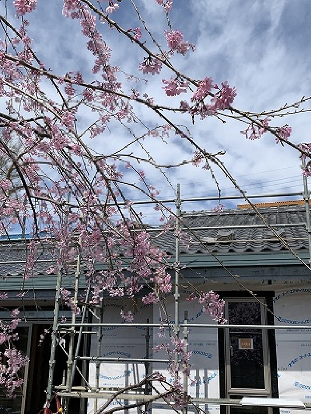 お庭の桜