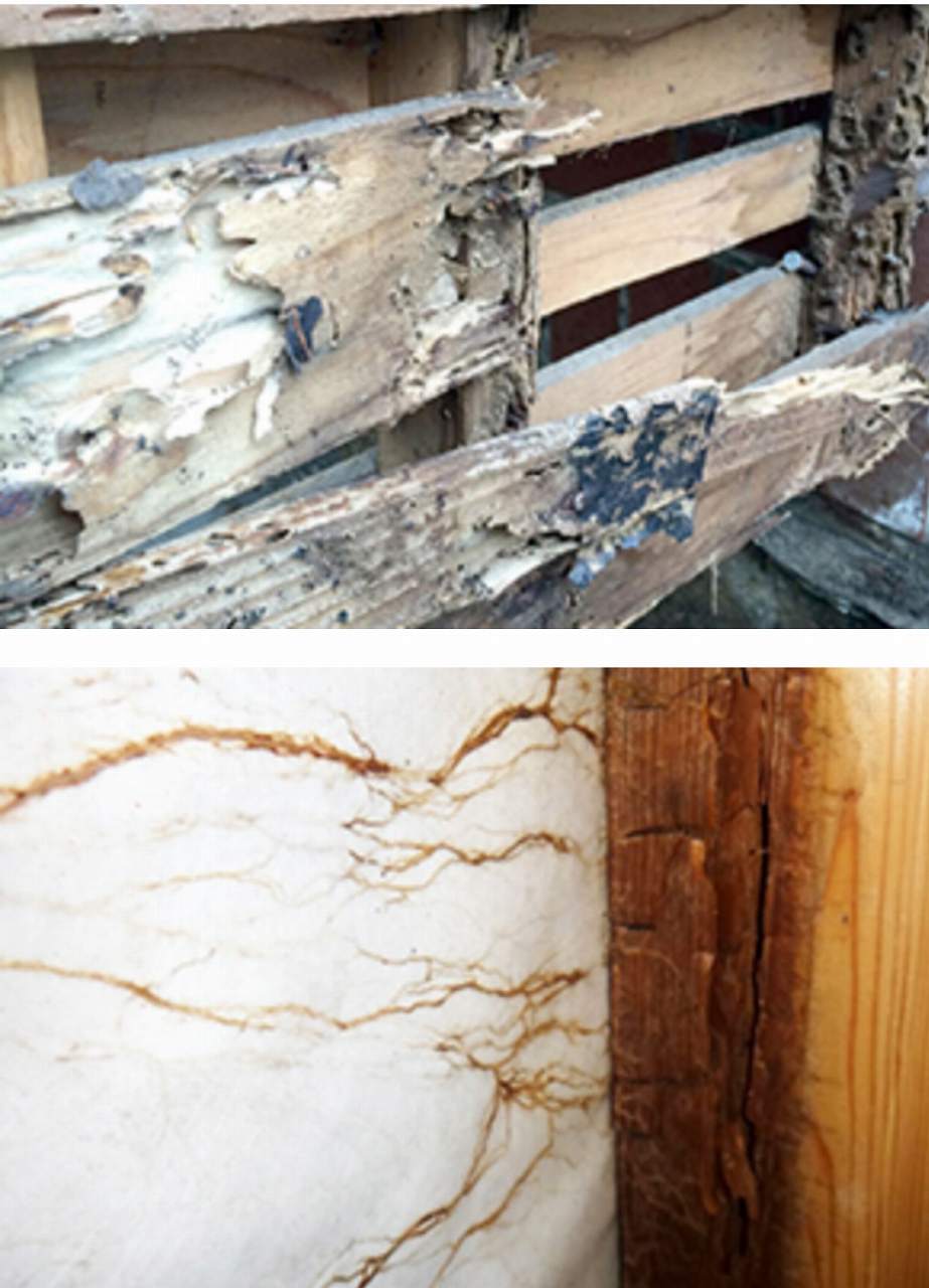 住宅における白蟻被害の画像