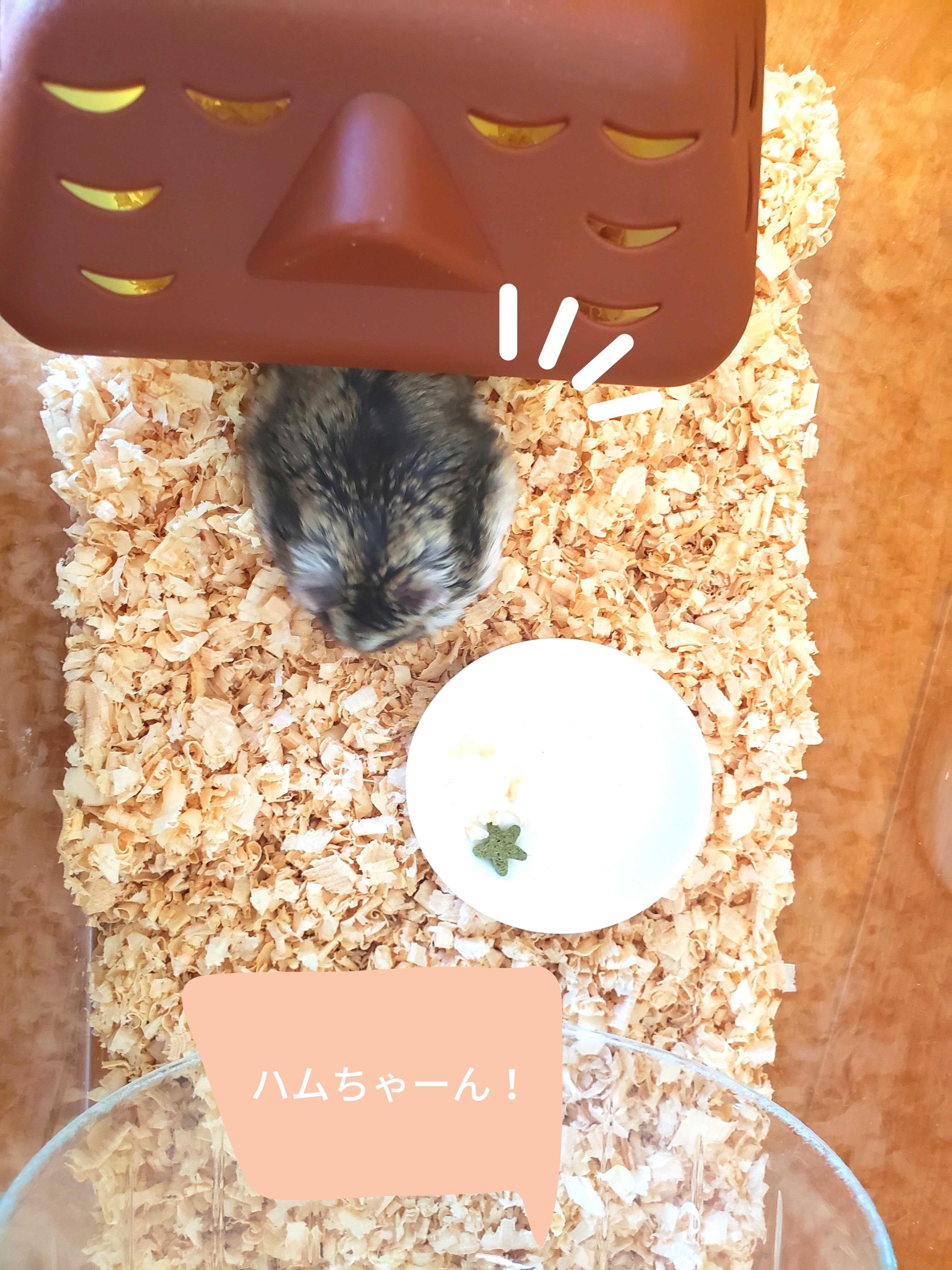 呼ばれて家から出てくるハムスターの写真