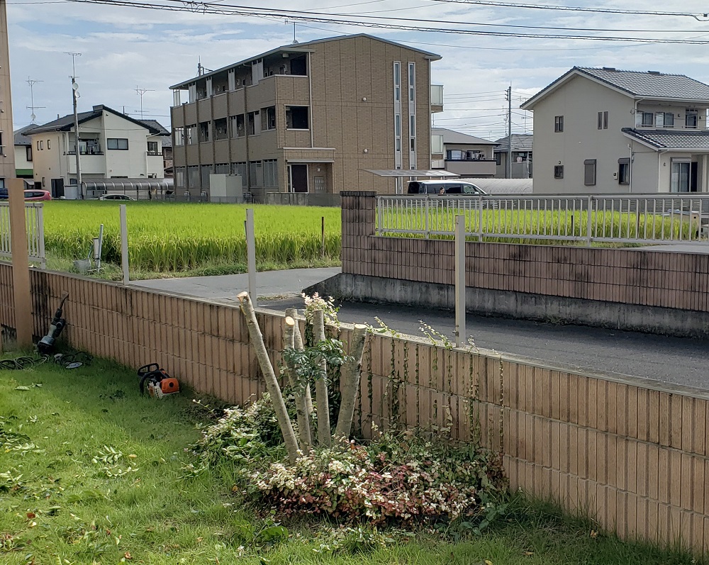 シマトネリコ伐採の写真