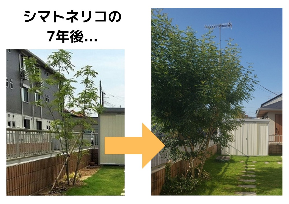 足利市　庭のリフォーム　シマトネリコの写真