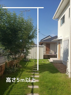 足利市　シンボルツリー　シマトネリコの写真