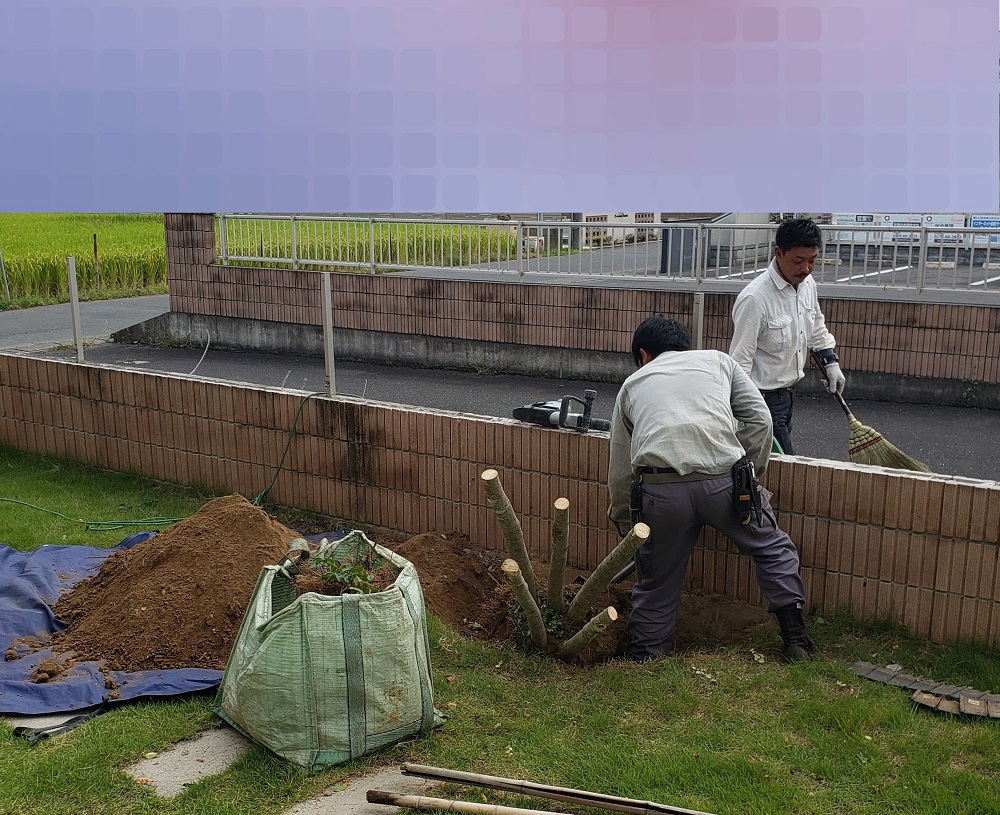 足利市　シマトネリコの伐採作業写真