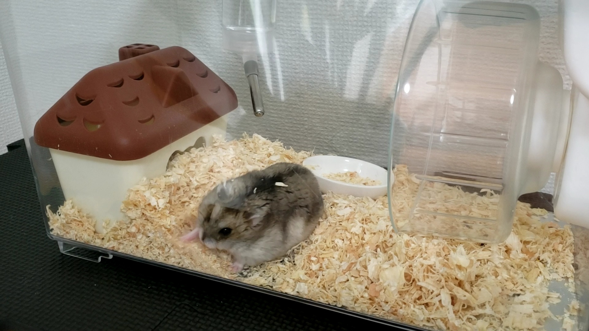 木くずをかきわけるジャンガリアンハムスターの写真2